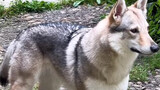 เมื่อซื้อ Czech Wolfdog คุณจะซื้อหมาป่าจริงหรือไม่?
