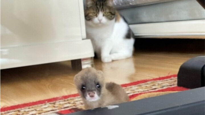 [Animals]Funny moments of a cat&a yellow weasel