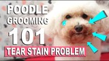 HOW I GROOM MY TOY POODLE :Tear Stain Routine | Poodle Mom
