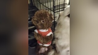 Chị em tương tàn 🐶 foryoupage funny dog cắn dogcrying tiktokvietnam foryou fypシ hàihước