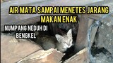 Anak Kucing Ini Sedih Banget Numpang Neduh Di Bengkel Induknya Juga Kelaparan Menjerit minta makan