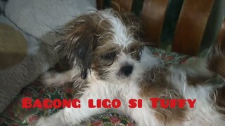 #Shih Tzu#,Bagong ligo tuffy namin 💖💖💖