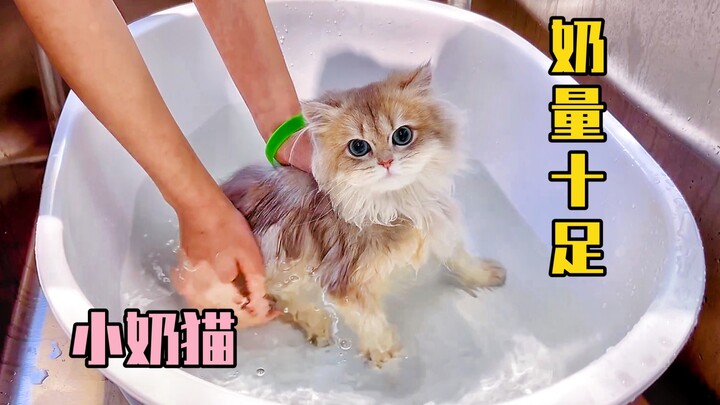 “长毛蓝金渐层” 4个月的小奶猫喵生第一次洗澡 快点进来迎接好运～