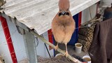 [Động vật] Bị một chú chim có đầu tóc "sắc bén" tấn công