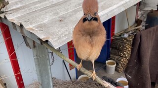 Decisively handling a crested bird attacking me