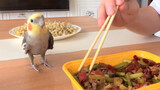 [Động vật][VLOG]Một con Vẹt xám Úc muốn ăn đồ giao hàng tận nơi