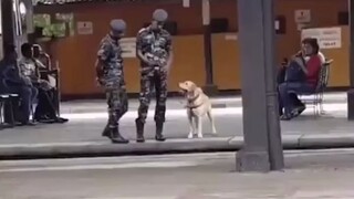 Military dog: "Can I ask for leave to play?" Owner: "Okay, I'll give you a minute, it's near here~"