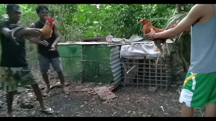 Bulik vs malatuba sabong(praktis tari walang pusta)