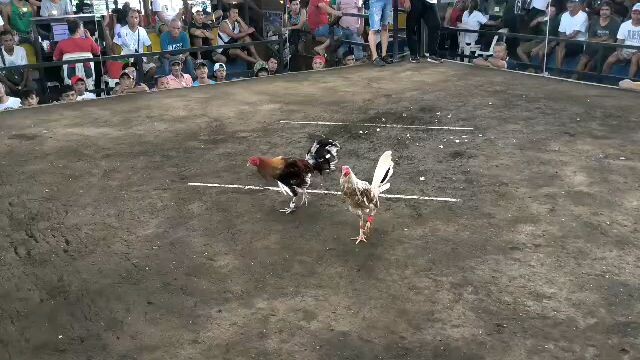 banay2 cockpit arena 2hits.di tayu pinalad pero sa ipinakita ng manok solid padin...