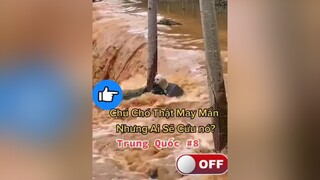 Có ai không…..cứu nó đi…cho chó chó_cưng chócute dog chó_dễ_thương dogsofttiktok foryou fyp xuhuong xuhuongtiktok2022