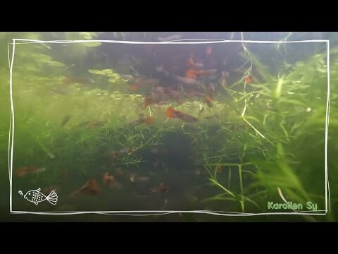 Guppies (GoPro Underwater Test)