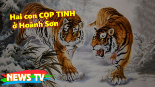 Hai con CỌP TINH ở Hoành Sơn