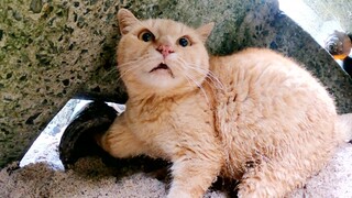 [Hewan]Aku Membantu Kucing yang Terjebak Dalam Jaring Penangkap Ikan