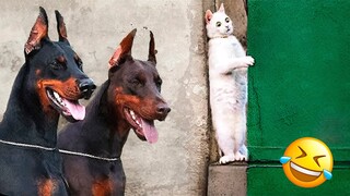 Funniest Animal Videos 2022 😅 - Best Funny Dogs And Cats Videos 🥰 #12