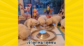 สัตว์เลี้ยงพื่อนขนปุย : เจ้าลูกหมาสุดซน