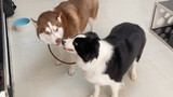 [Động vật] Nếu Collie và Husky bị trói vào sợi dây, con nào sẽ bị kéo?