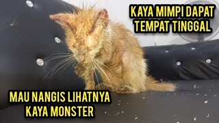 Astagfirullah Kucing Scabies Di Temukan Di Kuburan Wajahnya Kaya Monster Langsung Di Obati..!