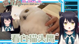 【猫音铃】日本猫猫看猫头鹰