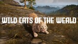 BOSS FIGHT | Assassin's Creed Valhalla: Eivor VS The Wild Cats of the Weald
