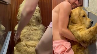 Hilarious! The big golden retriever was tricked by his owner into taking a bath in the bathroom. Whe