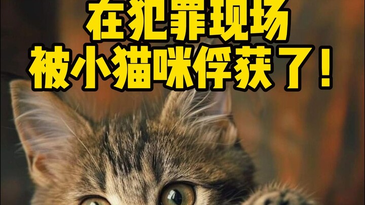 谁能拒绝小猫咪呢！🥺