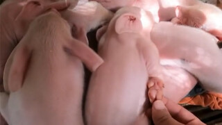 Touch the piglets' feet while they are sleeping