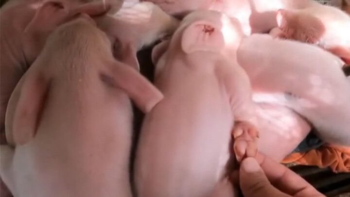 Touch the piglets' feet while they are sleeping