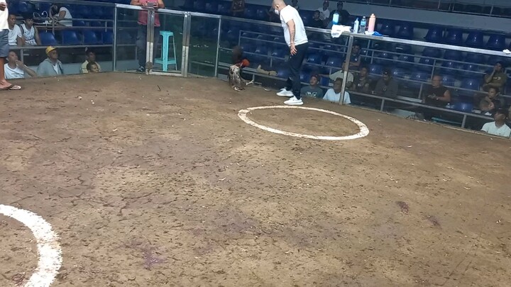 SMSCA 2hits ulutan Para champion #Signatureline TDC Gold