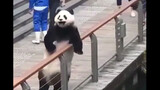 [Remix][Binatang]Momen klasik dari panda yang menggemaskan