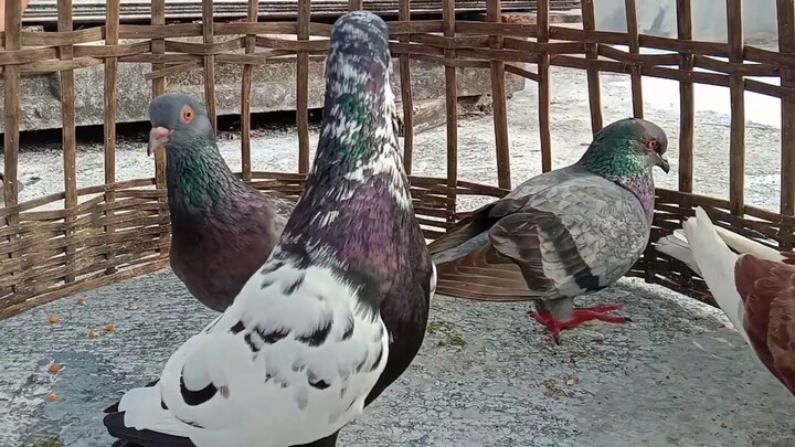 Suara Burung Merpati Ngabekur