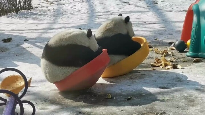 【大熊猫七巧&七喜】巧姐和汽水妹一熊一个桶桶坐起玩耍，一直在一起好幸福