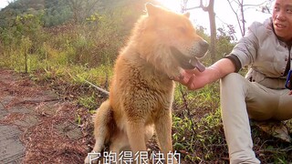 养4年的田园犬，长相凶但特别忠于主人，主人摩托车在哪它就守哪