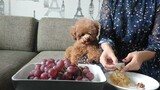Chó poodle ngồi ăn nho thật đáng yêu