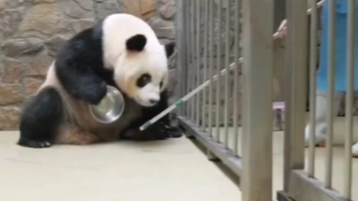 【Giant Panda】The Bowl is Empty, and Where is My Son?