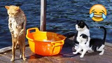 Funny Cats And Dogs Videos 🐱🐶 Funniest Animals - Videos of Funny Animals ZZZ