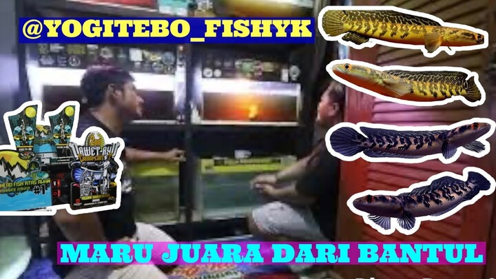 Yogi tebofishyk—kontes chana fighter dari bantul,maru nya bikin ngiri…