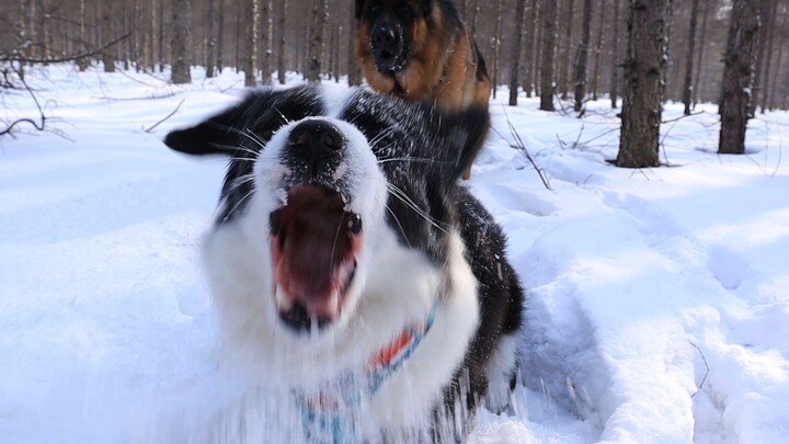 The border shepherd felt that he could do it, so he pushed the German shepherd to the ground several