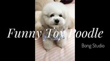 Funny Toy Poodle | Những chú chó Poodle dễ thương nhất thế giới | TikTok China 8