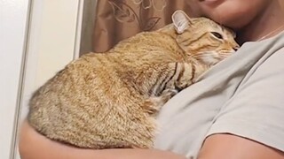 CATS really do bond with Humans, even if they don't always show it -  Cute Cat Show Love