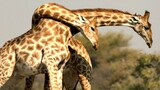 Giraffes Fight To The Death.