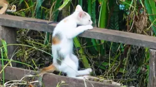 Tiny kitten fall down when walking in the yard