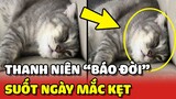Thanh niên mèo BÁO ĐỜI suốt ngày MẮC KẸT rồi CẦU CỨU sen 😠 | Yêu Lu