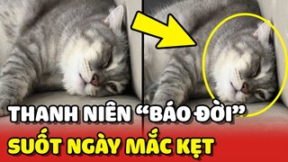 Thanh niên mèo BÁO ĐỜI suốt ngày MẮC KẸT rồi CẦU CỨU sen 😠 | Yêu Lu