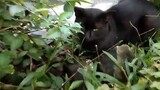 Cuman Video Tanaman Kok !! Gak ada Kucing kan?