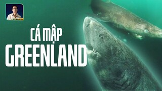 CÁ MẬP GREENLAND GẦN 400 TUỔI: BÍ ẨN SINH VẬT SỐNG LÂU HƠN CẢ NƯỚC MỸ