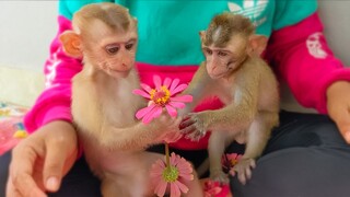 So Kind!! Little adorable Toto & Yaya are happily playing & sharing flowers with each other