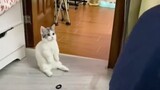 Mèo con đáng yêu thích chơi nhặt đồ
