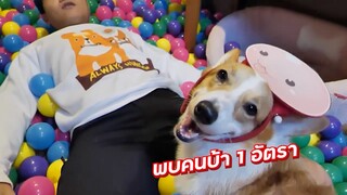 แกล้งหมา เซอร์ไพรส์ลูกบอลถ้วนคคคไไ