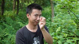 Huanong Brothers: Buah murbei di tepi sungai sudah matang. Ada buah murbei di pohonnya. Petik saja d