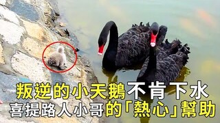 動物界的經典教育片！ 倔強的小天鵝變身「走地雞」不肯下水，路人小哥「熱心」幫助【小奶狗觀影】